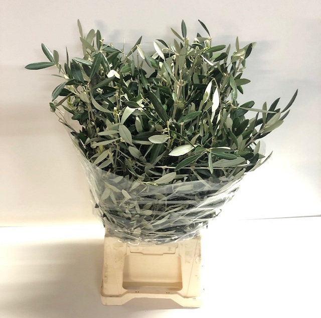 Leaf olive per bunch.jpg
